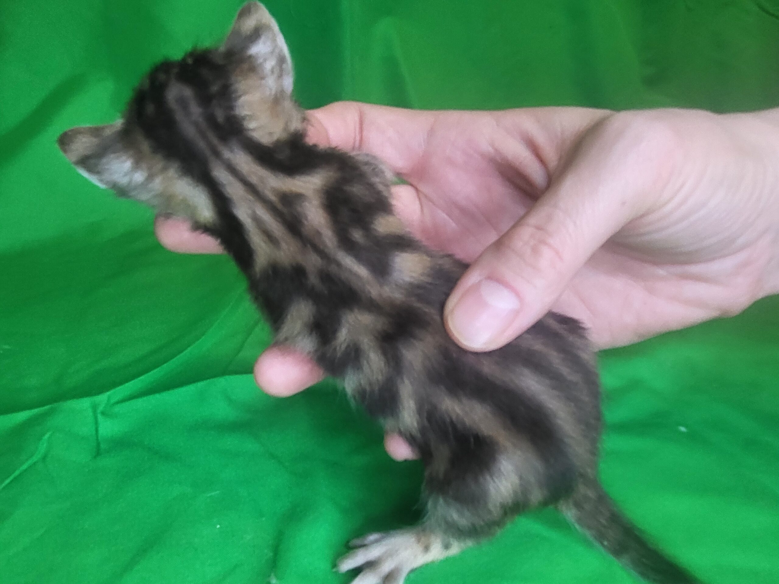 Bengaal kitten Obrie (m)